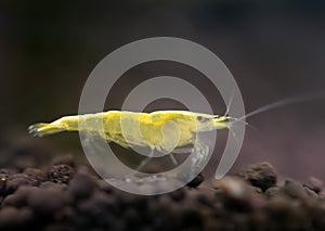 neocaridina davidi in studio