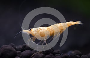 neocaridina davidi in studio