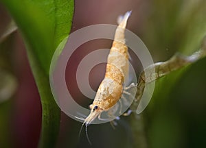 neocaridina davidi in studio
