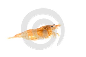 neocaridina davidi in studio