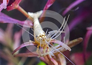 neocaridina davidi in studio