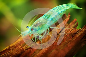 Neocaridina Freshwater Shrimp, dwarf shrimp in the aquarium. Aquascaping, aquaristic Animal macro, close up photography