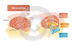 Neocortex vector illustration. Labeled diagram with location and functions.