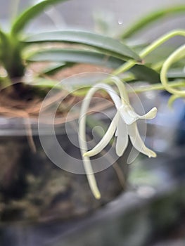 Neofinetia vanda falcata orchid flower