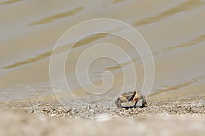 Neohelice crab, Chasmagnathus granulata, walking on the sea shore in Punta Rasa
