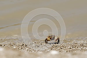 Neohelice crab, Chasmagnathus granulata, walking on the sea shore in Punta Rasa