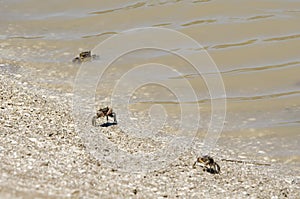 Neohelice crabs, Chasmagnathus granulata, walking along the shore in Punta Rasa