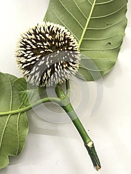 Kadamba flower with leafs photo