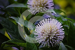 Neolamarckia cadamba - Kadam or Kadambo flowers is a rainy season flower in Bangladesh