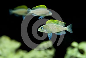 Neolamprologus caudopunctatus Checkerboard Lamprologus African Cichlid Fish