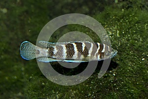 Neolamprologus cylindricus in aquarium.