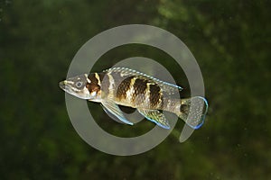 Neolamprologus cylindricus, cichlid endemic to Lake Tanganyika.