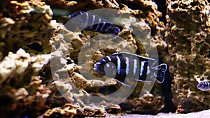 Neolamprologus cylindricus. striped sea fish in the aquarium