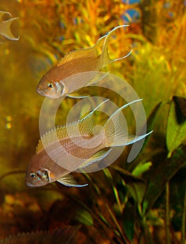 Neolamprologus pulcher