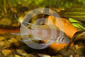 Neolamprologus pulcher