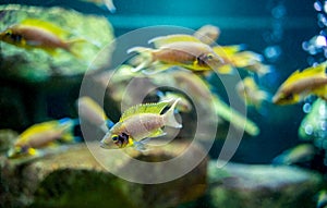 Neolamprologus pulcher fish a cichlid from Lake Tanganyika