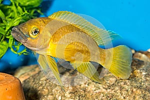Neolamprologus