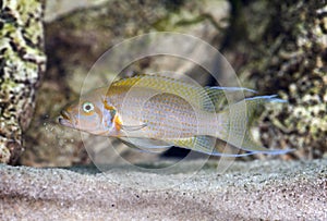 Neolaprologus pulcher