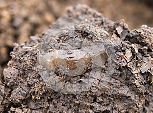 Neolithic flint tool