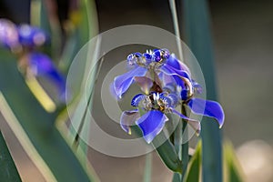 Neomarica caerulea or blue walking iris in the summer for garden plant and flower bed in bloom