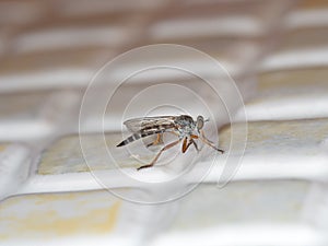 Neomoctherus pallipes on kitchen tile.