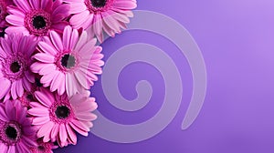Neon Aesthetic: Vibrant Purple Gerbera Daisy Flowers On Violet Surface