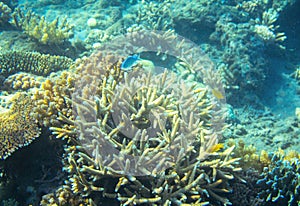 Neon blue coral fish in coral reef. Tropical seashore inhabitants underwater photo.