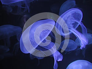 Neon blue jellyfish against black background