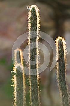 Neon Cactus under sunset in Serra da Capivara