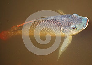 Neon Colored Fish in the Everglades