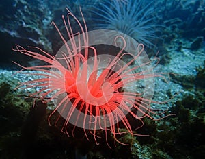 Bright Neon Colored Sea Worm Anemone in Pacific