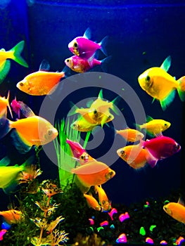 Neon colorful fish aquarium photo
