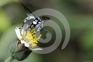 Neon Cuckoo Bee,Bee are eating honeydew on a yellow flower