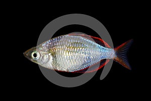 Neon Dwarf Rainbowfish photo