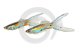 Neon Endler Guppy Double Swordtail Male Guppies Poecilia wingei colorful tropical aquarium fish