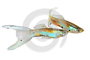 Neon Endler Guppy Double Swordtail Male Guppies Poecilia wingei colorful tropical aquarium fish