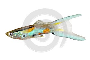 Neon Endler Guppy Double Swordtail Male Guppies Poecilia wingei colorful tropical aquarium fish