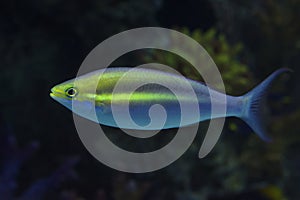 Neon fish