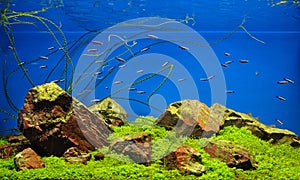 Neon fishes in freshwater aquarium photo