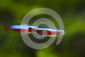 Neon glow cardinal tetra, popular and easy to keep ornamental tropical dwarf cyprinid fish from Orinoco river basin