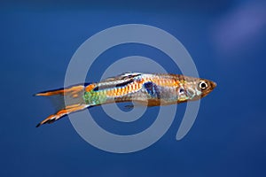 Neon glowing freshwater dwarf fish Endler guppy in biotope aquarium, popular commercial species in natural coloration, free space