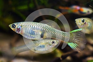 Neon glowing freshwater dwarf fish Endler guppy, Poecilia wingei in natural coloration in biotope aquarium