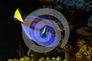 Neon glowing royal blue tang swim at live rock and show natural behaviour in coral reef marine aquarium, popular