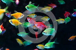 Neon glowing tetra Glofish breed, Gymnocorymbus ternetzi, colorful adults active and healthy, freshwater characin fish