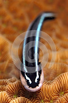 Neon goby cleaner fish