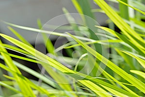 Neon green grass blowing in wind background