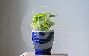 Neon Green Pothos plant