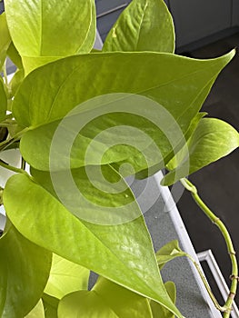 Neon green pothos plant houseplant closeup