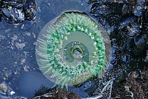 Neon green sea anemone, Anthopleura xanthogrammica