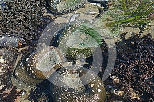 Neon green sea anemone, Cobble Beach